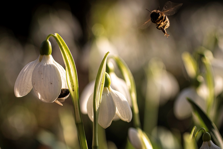 Snowdrops